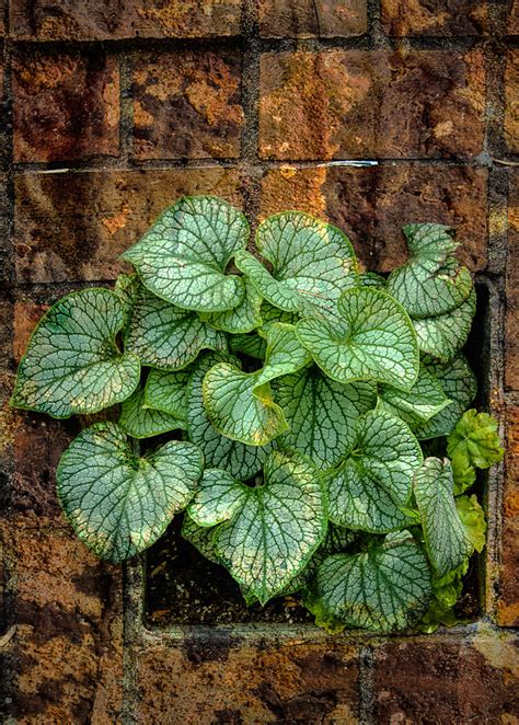 Wall Planter (no. 2) | A plant growing inside a a brick wall… | Flickr