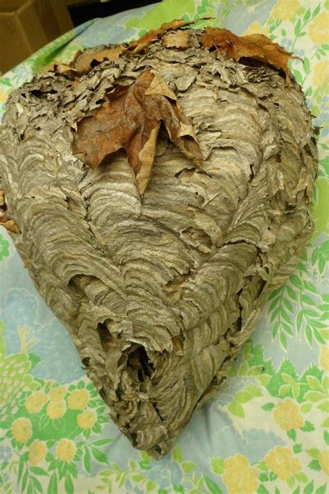 1 Real PAPER Wasp Hornet NEST School Display TAXIDERMY Decor 34 Round ...