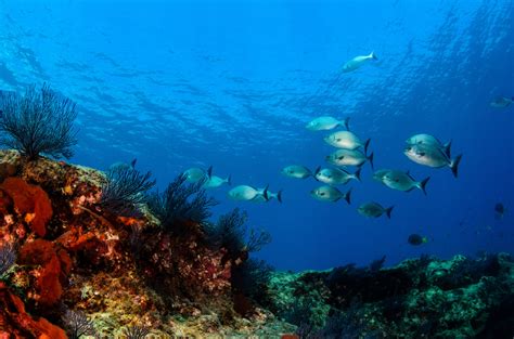 Nuestro México lindo... bajo el agua: ¡arrecifes coralinos!