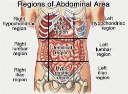 Label The 9 Abdominopelvic Regions Diagram | Quizlet