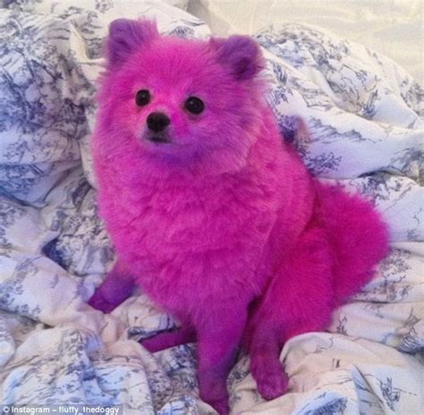 Fluffy the Pomeranian dog stars in Paris Fashion Week show | Daily Mail ...