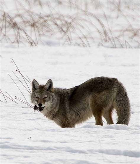 Winter Yellowstone 2015 on Behance