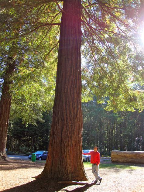 Jen&Kev's Journey!: Rotorua- Hot springs and Redwood Forest