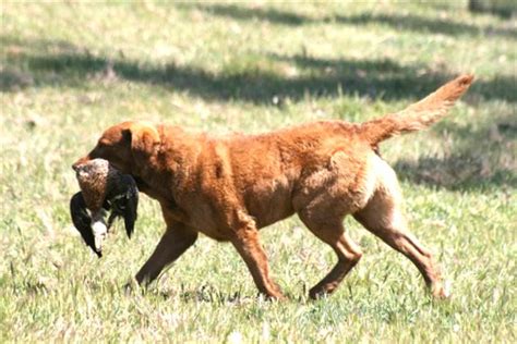 The Chesapeake Bay Retriever: A Guide for Owners - PetHelpful