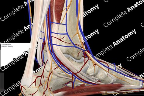 Sural Nerve | Complete Anatomy