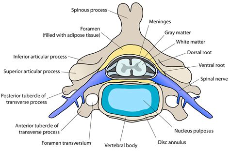 Cervical facet syndrome causes, symptoms, diagnosis & treatment