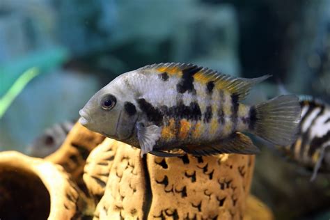 10 Best Convict Fish Cichlid Tank Mates (Compatibility Guide)