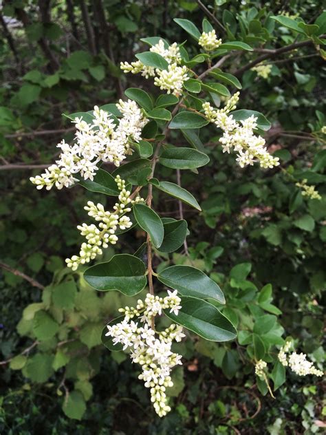 Small-leaf privet – Biocontrol of priority environmental weeds in NSW