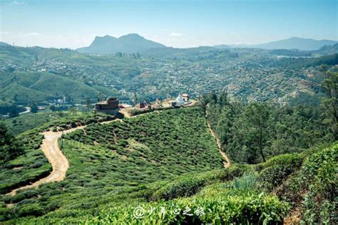 Single Tree Hill travel guidebook –must visit attractions in Nuwara ...