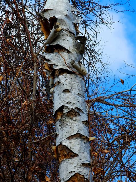 Birch Bark Tree - Free photo on Pixabay - Pixabay