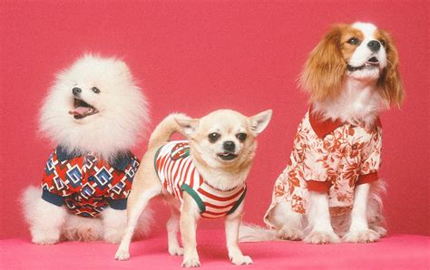 Gucci Pet Collection: Gucci Has Debuted Its First Pet Line