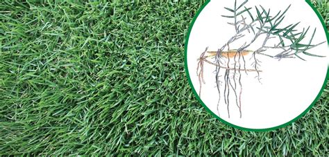 The Ultimate How To Guide on Couch Grass for Your Yard