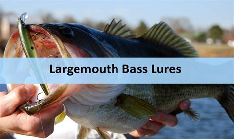 5 Must-Have Lures for Largemouth Bass Fishing : More Fishing Tips