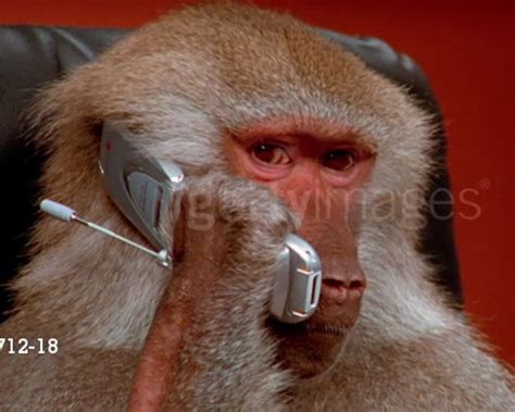 Getty Images Baboons: Video Gallery | Know Your Meme