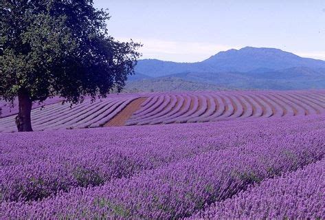 Aix-en-Provence | Lavender fields, Nature, Lavender