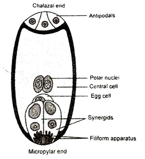 Draw A Labelled Diagram Of A Mature Embryo Sac Brainl - vrogue.co