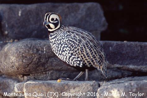 Montezuma Quail