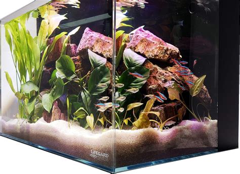 Best Rimless Fish Tanks 2020 - Get aquarium fish