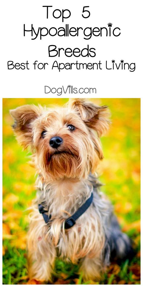 Best Hypoallergenic Dog Breeds Best for Apartments?