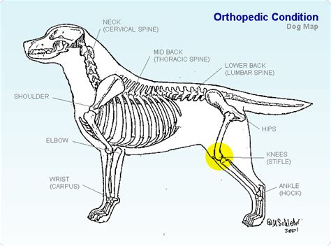 Knees - TopDogHealth.com