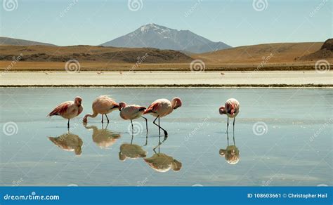 Flamingos at Laguna Colorada, Bolivia. Stock Image - Image of ...