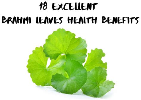 18 Excellent Health Benefits Of Brahmi Leaves - Lifestylica