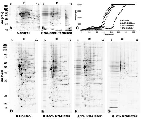 Effect of RNAlater on 2DE performance. Shown is miniformat 2DE of rat ...