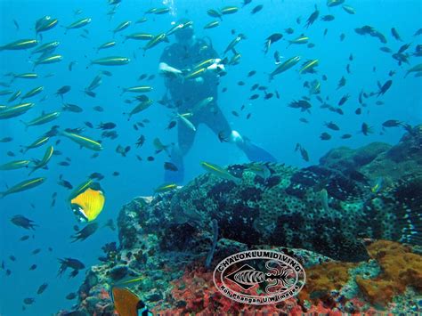 Diving in Koh Phangan: Traveller’s Guide for 2024