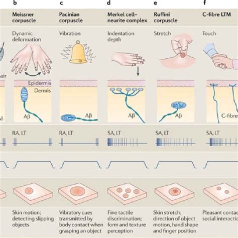 Sensory Nerve Fibers