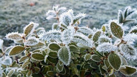 How to Prepare Your Plants for a Freeze - C&A Landscape