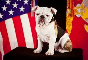 File:The official mascot of the United States Marine Corps, English bulldog Pfc. Chesty the XIV ...