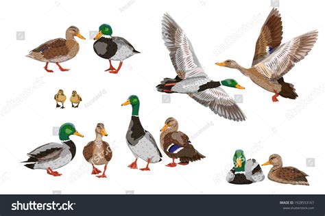 Mallard Duck Set Male Female Ducklings Stock Vector (Royalty Free ...