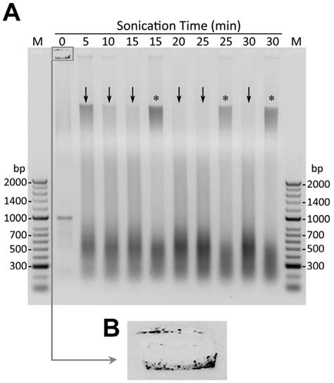 Effect of Sonication Time on Degree of Chromatin Shearing in Fresh or ...