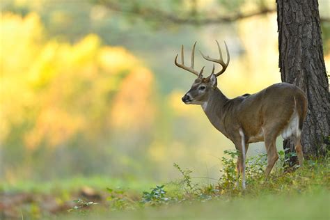 Aging Deer Using Jawbone Analysis | Mossy Oak Gamekeeper