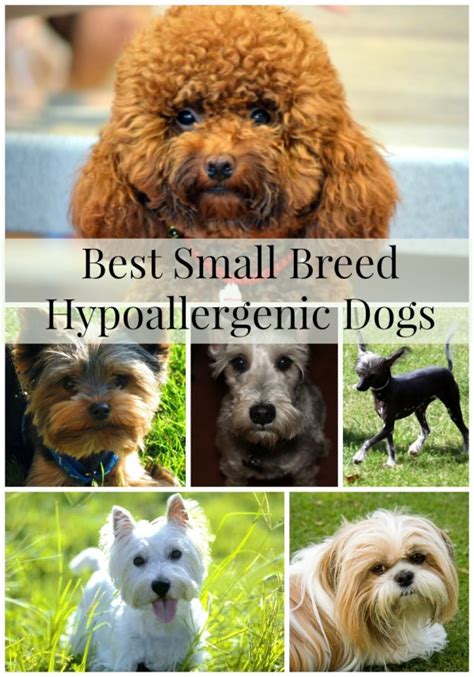 Best Small Breed Hypoallergenic Dogs- DogVills