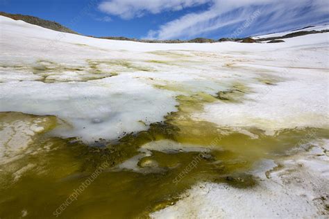 Algae in melting glacial ice, Antarctica - Stock Image - C050/6185 ...