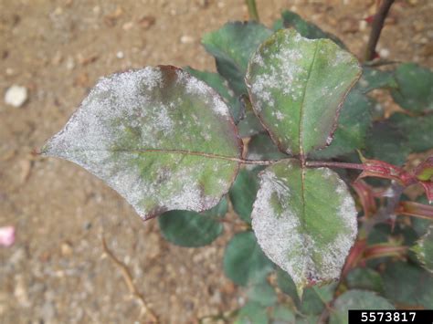 powdery mildew (Podosphaera pannosa)