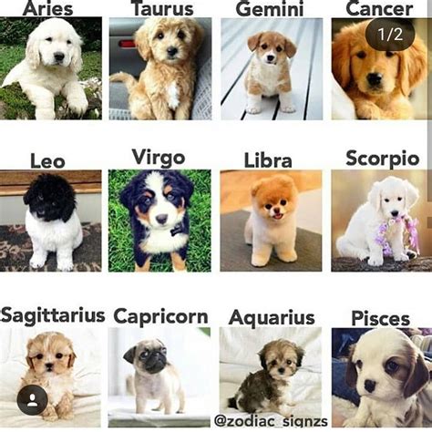 Pet Zodiac Signs