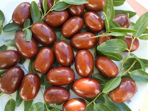 The Top 7 Benefits for Health of Jujube Fruit, Including Better Digestion & Immunity