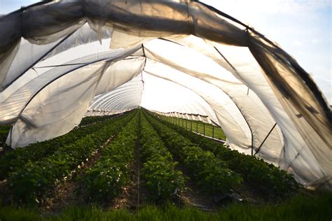 Free Images : wing, sun, flower, wind, agriculture, greenhouse, tent ...