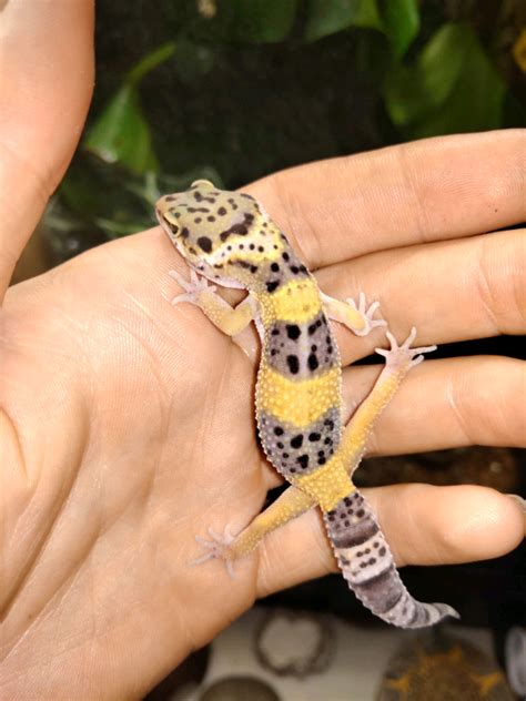 Leopard Gecko Hatchlings | in Odiham, Hampshire | Gumtree