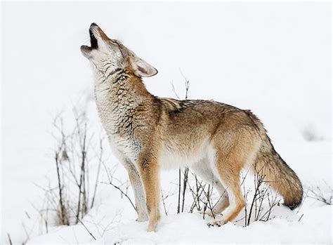 Howling Coyote by Athena Mckinzie | Coyote animal, Coyote, Cute wild ...