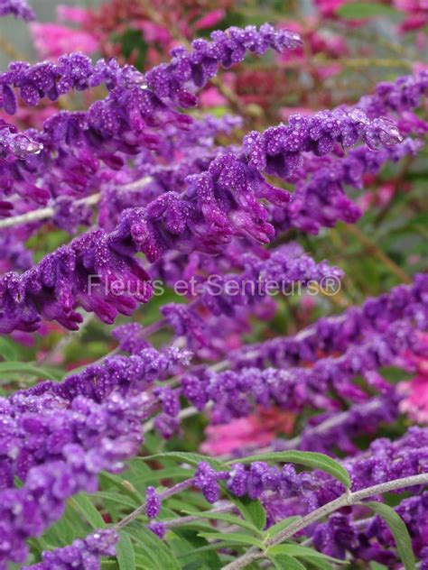 salvia leucantha Purple Velvet, sauge herbacée, Fleurs et Senteurs