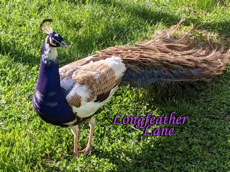 Purple Pied - THE PEAFOWL DATABASE