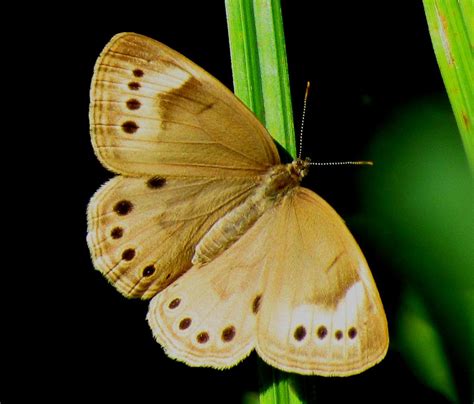 The Symbolic Meaning of the Brown Butterfly: A Journey to Deeper Understanding - TheReadingTub