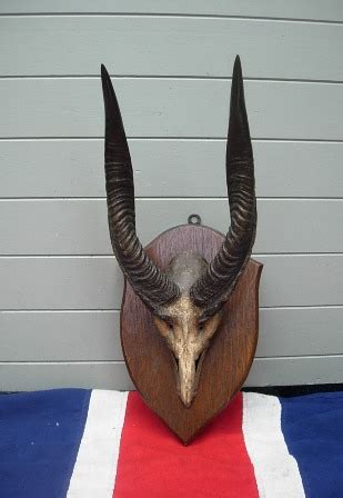 ANTIQUE ANTELOPE SKULL