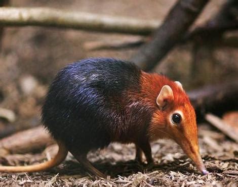 Elephant Shrew | Info and Photos | The Wildlife