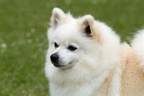 German Spitz (Klein) | Breeds A to Z | The Kennel Club