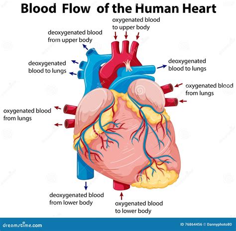 Diagram Showing Blood Flow in Human Heart Stock Vector - Illustration ...