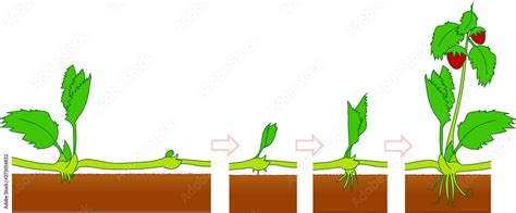 Obraz Plants, Runners. Asexual reproduction, Growth stages. growth and development stages ...